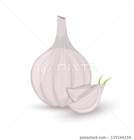 Garlic and garlic clove isolated on white background. Illustration of aromatic condiment seasoning. Bulb, used as flavoring in cooking and in herbal medicine. Realistic vector in flat style design 135544239