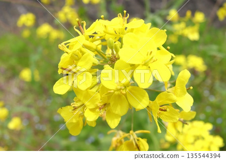 Rape blossoms Rape blossoms 135544394