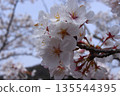 櫻桃樹 135544395