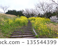 油菜花和櫻花（第二部） 135544399