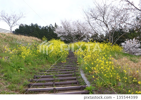 油菜花和櫻花（第二部） 135544399