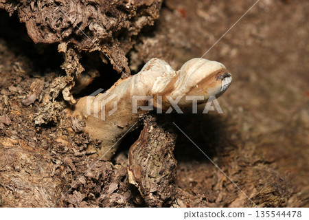假基爾赫內拉屬的幼蟲透過裂開腐爛木材的堅硬樹皮而生長（天然蘑菇的微距攝影） 135544478