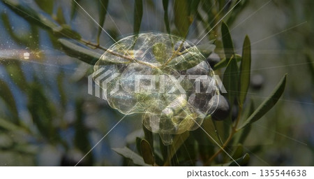 Translucent neural brain hologram hovering in olive orchard, with branch bearing olives and leaves 135544638