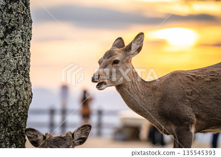 [秋天] 奈良公園、若草山鹿 [傍晚景色] 135545393