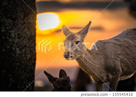 [Autumn] Nara Park, Wakakusayama deer [Evening view] 135545418