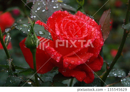 A red rose with beautiful reflections of water droplets 1 135545629