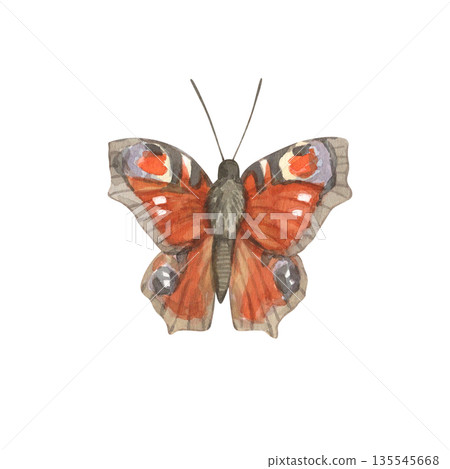 Watercolor illustration of a peacock butterfly with red-orange wings. Watercolor illustration of a peacock butterfly with red-orange wings. 135545668