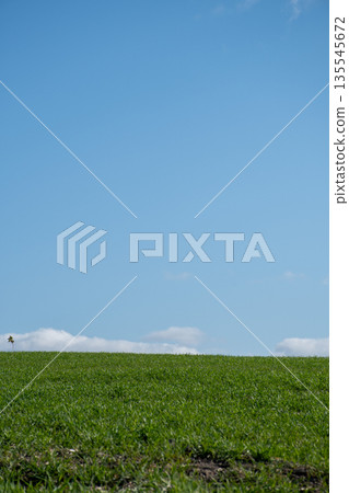 春天，綠油油的麥田和湛藍的天空。 135545672