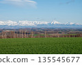 陽光明媚的春日，綠油油的麥田和白雪皚皚的山峰，十勝嶽山山脈 135545677