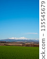 陽光明媚的春日，綠油油的麥田和白雪皚皚的山峰，大雪山。 135545679