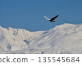 十勝岳，在白雪皚皚的山頂上飛行的天鵝 135545684