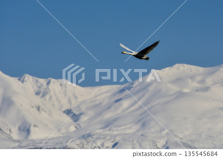 十勝岳，在白雪皚皚的山頂上飛行的天鵝 135545684