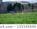 春天，一群北海道鹿在綠茵的草地上漫步。 135545690