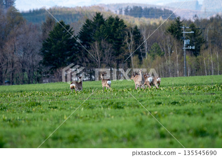 春天，一群北海道鹿在綠茵的草地上漫步。 135545690