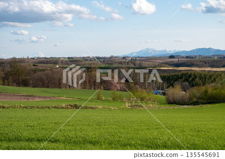 春意盎然的丘陵農田與櫻花林 135545691