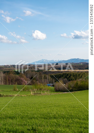 春意盎然的丘陵農田與櫻花林 135545692