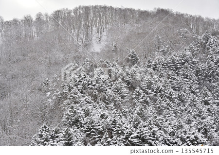 冬季在北海道阿佐部町拍攝白雪皚皚的山林景色 135545715