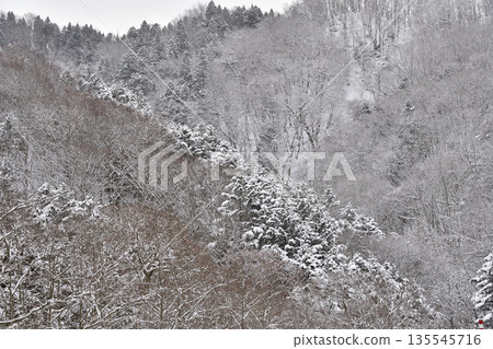 Photographing the snow-covered mountain forest scenery in Assabe Town, Hokkaido in winter 135545716