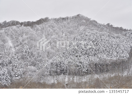 冬季在北海道阿佐部町拍攝白雪皚皚的山林景色 135545717