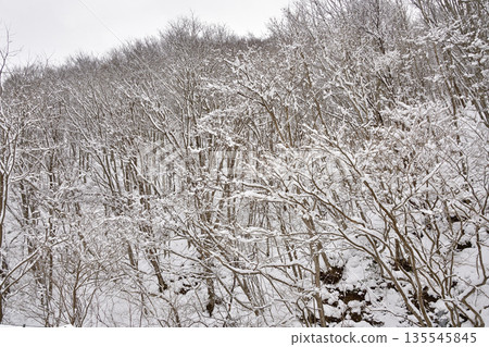 Photographing snow-covered trees in Assabe, Hokkaido in winter Photographing snow-covered trees in Assabe, Hokkaido in winter 135545845