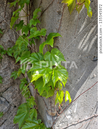 It's a spring morning glory vine. 135545972