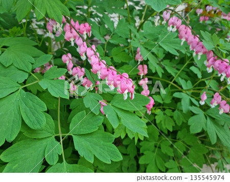 It's a bleeding heart in full bloom It's a bleeding heart in full bloom 135545974