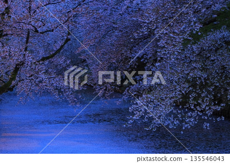 櫻花花瓣鋪成的道路 135546043