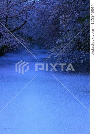 A road paved with cherry blossom petals 135546044