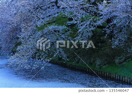 櫻花花瓣鋪成的道路 135546047