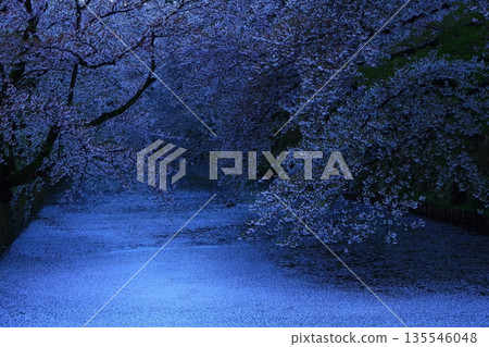 櫻花花瓣鋪成的道路 櫻花花瓣鋪成的道路 135546048