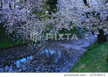A road paved with cherry blossom petals 135546051
