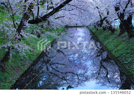 A road paved with cherry blossom petals 135546052