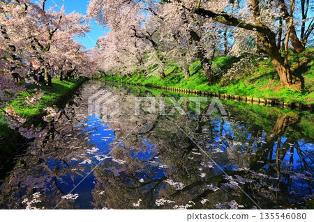 A road paved with cherry blossom petals 135546080
