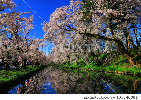 A road paved with cherry blossom petals 135546081