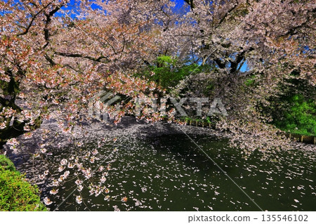 A road paved with cherry blossom petals A road paved with cherry blossom petals 135546102
