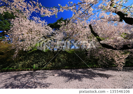 A road paved with cherry blossom petals A road paved with cherry blossom petals 135546106