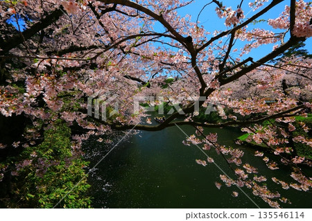 櫻花花瓣鋪成的道路 135546114