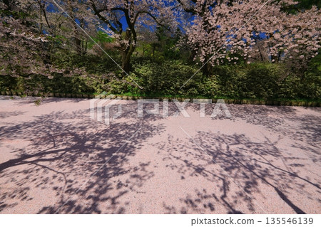 櫻花花瓣鋪成的道路 櫻花花瓣鋪成的道路 135546139