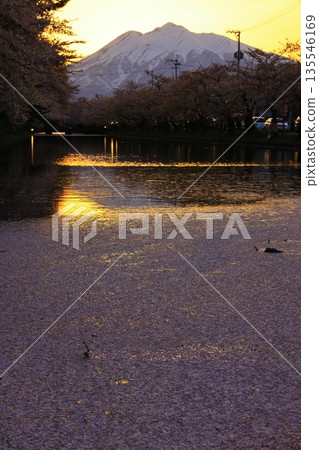 Cherry blossom petals fall 135546169