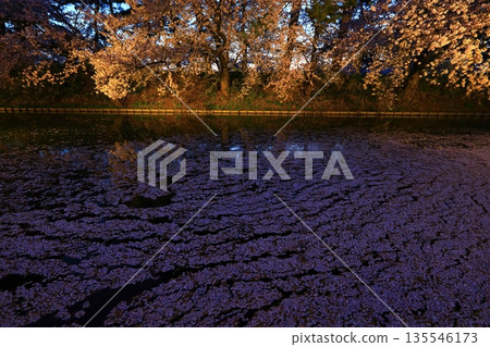 櫻花花瓣落下 櫻花花瓣落下 135546173