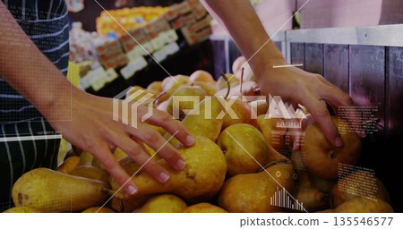 Sorting shopper's hands examining yellow pears at grocery store produce stand, with wooden bin Sorting shopper's hands examining yellow pears at grocery store produce stand, with wooden bin 135546577