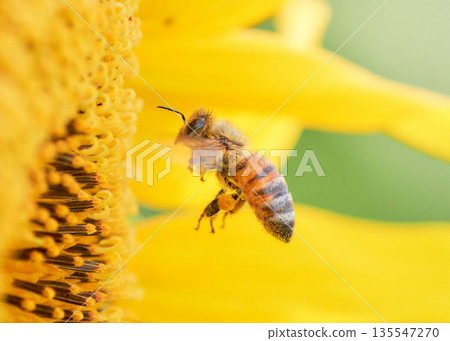 A close-up of a honeybee that has flown onto a sunflower A close-up of a honeybee that has flown onto a sunflower 135547270