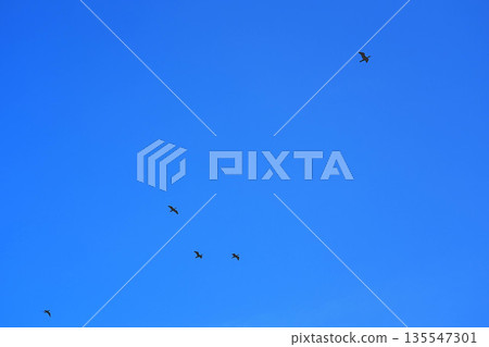 飛行在藍天的鳥 135547301