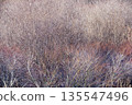 A wooded area at the end of winter: texture of reddish twigs 135547496
