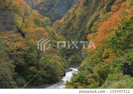 The beautiful scenery of Kiyotsu Gorge in Tokamachi, colored by autumn leaves The beautiful scenery of Kiyotsu Gorge in Tokamachi, colored by autumn leaves 135547512