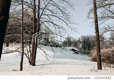 A serene winter forest landscape with deep snow and a path, bare trees and frosty branches in the daylight. This authentic natural scene captures the crisp cold and quiet solitude of a snowy day. A serene winter forest landscape with deep snow and a path, bare trees and frosty branches in the daylight. This authentic natural scene captures the crisp cold and quiet solitude of a snowy day. 135547642