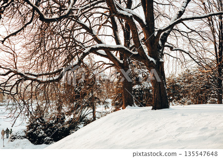 A serene winter forest landscape bathed in warm sunlight, creating dramatic light and shadow play on the snow. A minimalist, natural scene perfect for seasonal designs. Bare branchy trees in blizzard. 135547648