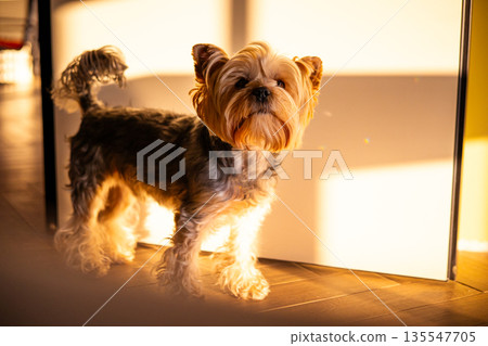 A small cute and funny Yorkshire terrier dog walks on a wooden floor in warm sunlight. The cozy, minimalist scene with shadows is ideal for pet lifestyle, home interior, and authentic animal concepts. A small cute and funny Yorkshire terrier dog walks on a wooden floor in warm sunlight. The cozy, minimalist scene with shadows is ideal for pet lifestyle, home interior, and authentic animal concepts. 135547705