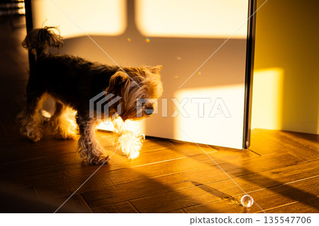 A small cute and funny Yorkshire terrier dog walks on a wooden floor in warm sunlight. The cozy, minimalist scene with shadows is ideal for pet lifestyle, home interior, and authentic animal concepts. A small cute and funny Yorkshire terrier dog walks on a wooden floor in warm sunlight. The cozy, minimalist scene with shadows is ideal for pet lifestyle, home interior, and authentic animal concepts. 135547706