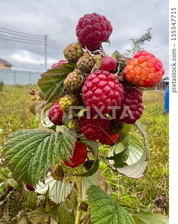 Raspberry berries grow in the garden Raspberry berries grow in the garden 135547715